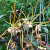 dendrobium tetragonum var. giganteum 